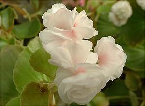 B. ‘Gustav Blanc’